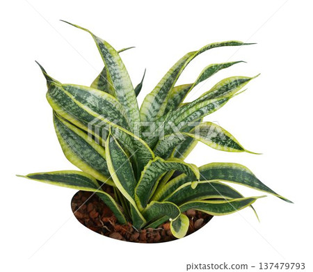 Snake Plant Golden Hahnii the tropical foliage plant Snake Plant Golden Hahnii the tropical foliage plant 137479793