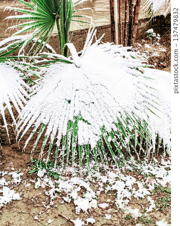 Snow gently rests on vibrant green palm fronds. Contrast of white snow and lush greenery is striking. Scene evokes surprise or wonder at winter's rare visit. Ideal for travel, climate change, or Snow gently rests on vibrant green palm fronds. Contrast of white snow and lush greenery is striking. Scene evokes surprise or wonder at winter's rare visit. Ideal for travel, climate change, or 137479832