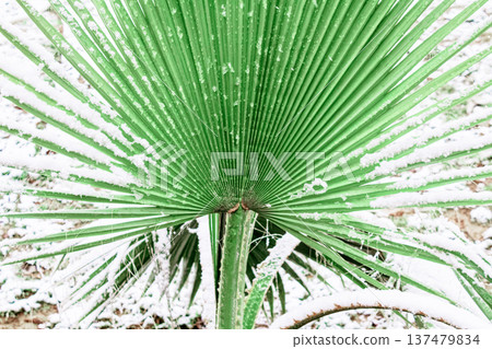 Palm frond covered in snow, standing out against a snowy ground. The green leaves contrast sharply with the white snow. The scene captures a rare tropical plant in winter weather. Useful for themes 137479834