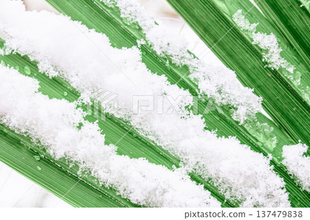 Snow rests on vibrant green palm leaf, droplets glisten. Cold contrast meets tropical texture. Perfect for winter tropical themes or seasonal design projects 137479838