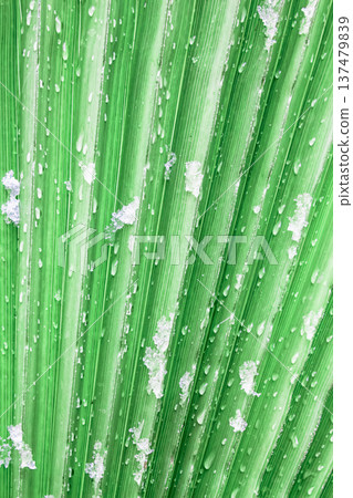 Snow rests on vibrant green palm leaf, droplets glisten. Cold contrast meets tropical texture. Perfect for winter tropical themes or seasonal design projects Snow rests on vibrant green palm leaf, droplets glisten. Cold contrast meets tropical texture. Perfect for winter tropical themes or seasonal design projects 137479839