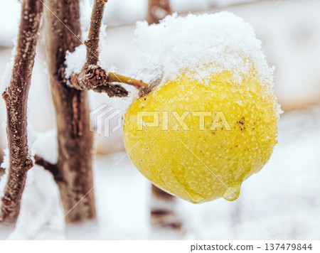 Yellow apple covered in snow, hanging on bare branch. Winter scene with crisp white snow coating fruit. Natural stillness of cold season captured. Suitable for seasonal themes, holiday cards, or Yellow apple covered in snow, hanging on bare branch. Winter scene with crisp white snow coating fruit. Natural stillness of cold season captured. Suitable for seasonal themes, holiday cards, or 137479844