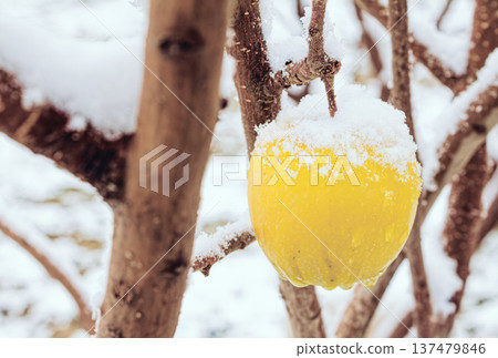 Yellow apple covered in snow, hanging on bare branch. Winter scene with crisp white snow coating fruit. Natural stillness of cold season captured. Suitable for seasonal themes, holiday cards, or 137479846