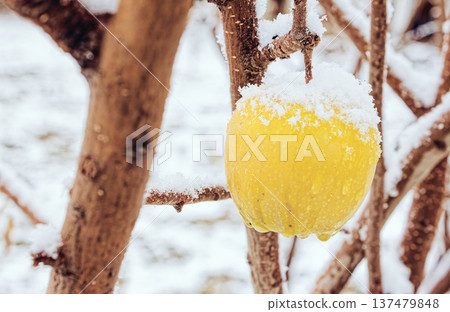 Yellow apple covered in snow, hanging on bare branch. Winter scene with crisp white snow coating fruit. Natural stillness of cold season captured. Suitable for seasonal themes, holiday cards, or Yellow apple covered in snow, hanging on bare branch. Winter scene with crisp white snow coating fruit. Natural stillness of cold season captured. Suitable for seasonal themes, holiday cards, or 137479848