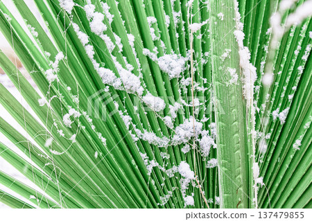 Snow gently rests on vibrant green palm fronds. Contrast of white snow and lush greenery is striking. Scene evokes surprise or wonder at winter's rare visit. Ideal for travel, climate change, or 137479855