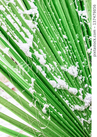 Snow gently rests on vibrant green palm fronds. Contrast of white snow and lush greenery is striking. Scene evokes surprise or wonder at winter's rare visit. Ideal for travel, climate change, or 137479856