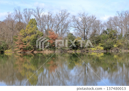 公園池塘邊的景色 公園池塘邊的景色 137480013
