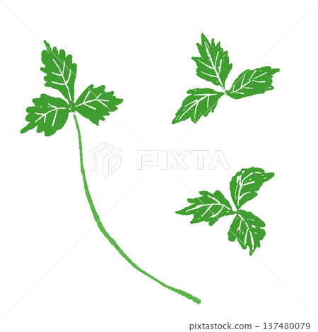 Illustration of a trefoil leaf and stem Illustration of a trefoil leaf and stem 137480079