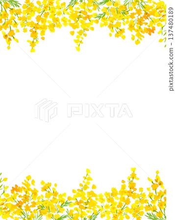 水彩含羞草背景插圖。含羞草卡模板。 137480189