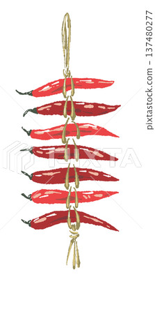 手繪插圖：懸掛的辣椒（乾燥和保存） 137480277