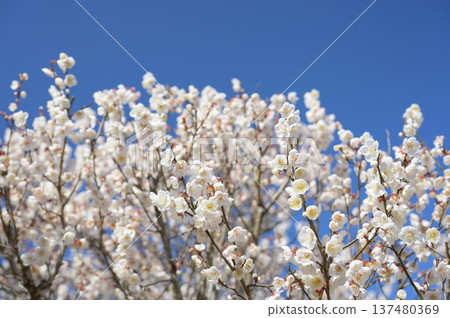 Plum blossoms in full bloom at Hagi Okan Plum Grove and the spring mountains Plum blossoms in full bloom at Hagi Okan Plum Grove and the spring mountains 137480369