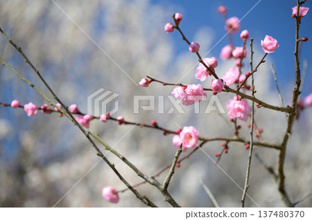 Plum blossoms in full bloom at Hagi Okan Plum Grove and the spring mountains 137480370