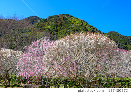 Plum blossoms in full bloom at Hagi Okan Plum Grove and the spring mountains Plum blossoms in full bloom at Hagi Okan Plum Grove and the spring mountains 137480372