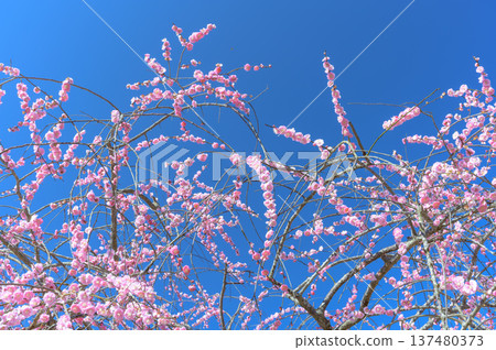萩岡梅園的梅花盛開,春意盎然。 萩岡梅園的梅花盛開,春意盎然。 137480373