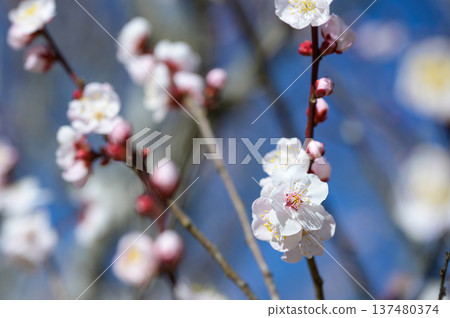 萩岡梅園的梅花盛開,春意盎然。 萩岡梅園的梅花盛開,春意盎然。 137480374