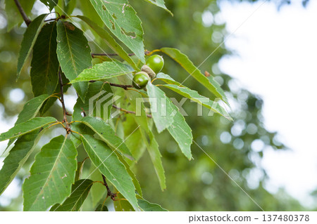橡樹開始結果：橡子 137480378