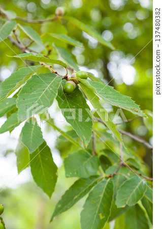 Oak trees beginning to bear fruit: acorns Oak trees beginning to bear fruit: acorns 137480382