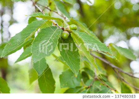 Oak trees beginning to bear fruit: acorns Oak trees beginning to bear fruit: acorns 137480383