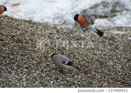 Colorful Bullfinches Feeding on Seeds in Winter Landscape Colorful Bullfinches Feeding on Seeds in Winter Landscape 137480421