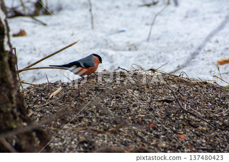 Charming Bullfinch in a Winter Landscape Charming Bullfinch in a Winter Landscape 137480423