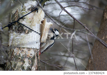 Woodpecker Feeding on Birch Tree - Nature Photography 137480424