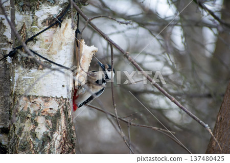 Woodpecker Feeding on Birch Tree in Winter Wonderland 137480425