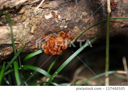 A shiny orange-brown pouch fungus grows on rotting wood in a Japanese woodland (macrophotography of natural fungi) A shiny orange-brown pouch fungus grows on rotting wood in a Japanese woodland (macrophotography of natural fungi) 137480505