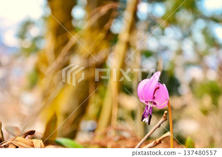 Dogtooth violets, the fairies of early spring Dogtooth violets, the fairies of early spring 137480557