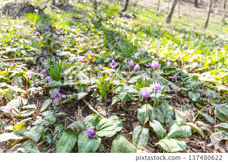 栃木縣佐野市萬葉自然公園片栗村，犬牙紫羅蘭盛開 137480622