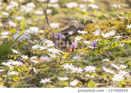 Azumaichige blooming in Katakuri Village, Manyo Natural Park, Sano City, Tochigi Prefecture Azumaichige blooming in Katakuri Village, Manyo Natural Park, Sano City, Tochigi Prefecture 137480650