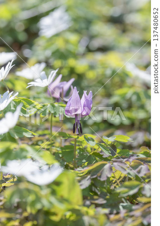 栃木縣佐野市萬葉自然公園片栗村的東一枝花盛開 栃木縣佐野市萬葉自然公園片栗村的東一枝花盛開 137480652