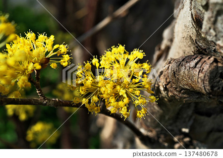 黃色山茱萸花（春季，三月） 137480678