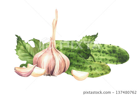 Cucumbers and garlic bulb with cloves green leaves. Watercolor realistic painting for homemade vegetable pickling, farm food packaging, kitchen recipe, menu. illustration isolated from background Cucumbers and garlic bulb with cloves green leaves. Watercolor realistic painting for homemade vegetable pickling, farm food packaging, kitchen recipe, menu. illustration isolated from background 137480762