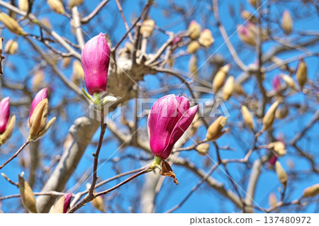 Magnolia flowers (spring, March) Magnolia flowers (spring, March) 137480972
