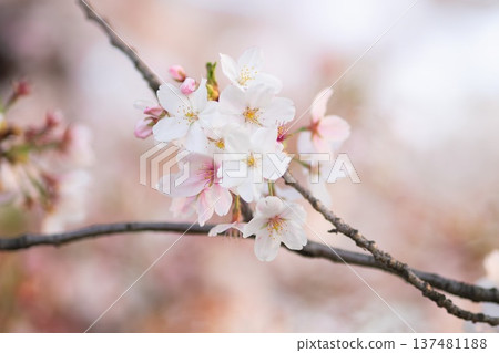 櫻花 137481188