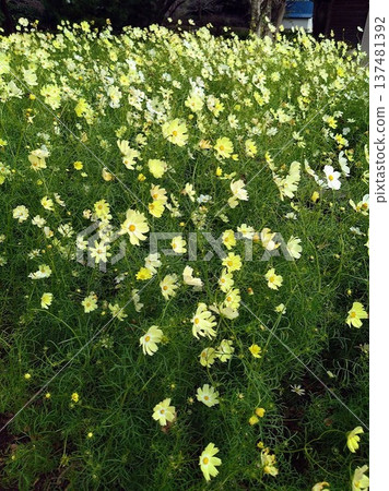 花田中盛開的淡黃色波斯菊。天然花卉背景素材 137481392