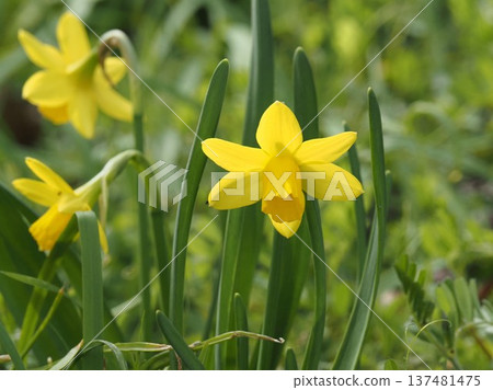 Yellow Daffodil 137481475
