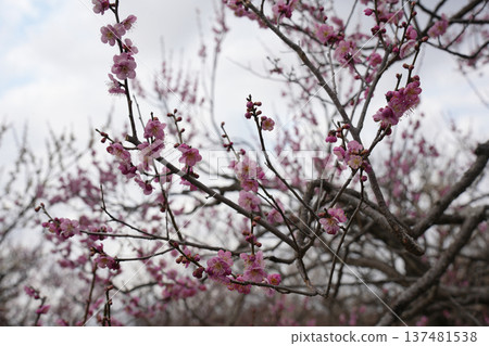 Red plum single cold red Red plum single cold red 137481538