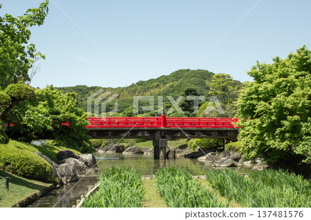 南樂園日式庭園中，鳶尾花盛開，池塘上架著一座紅橋。 137481576