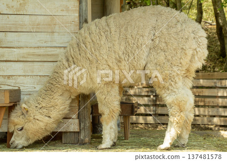 Fluffy alpacas living at Kumakogen Furusato Travel Village 137481578