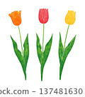簡單的鬱金香 137481630