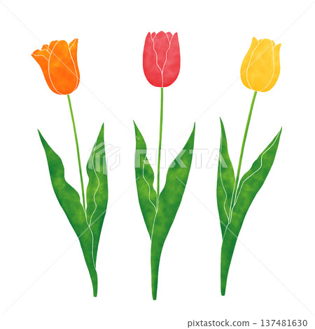Simple tulip Simple tulip 137481630