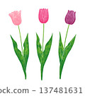 簡單的鬱金香 137481631