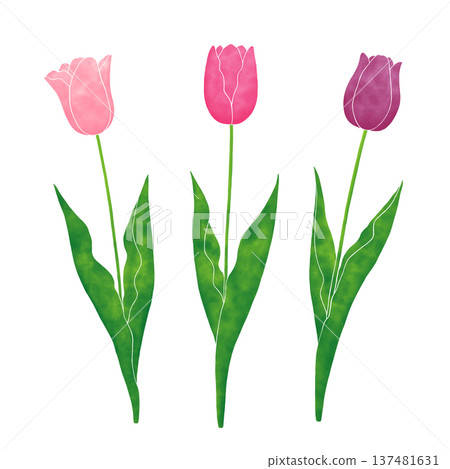 Simple tulip 137481631
