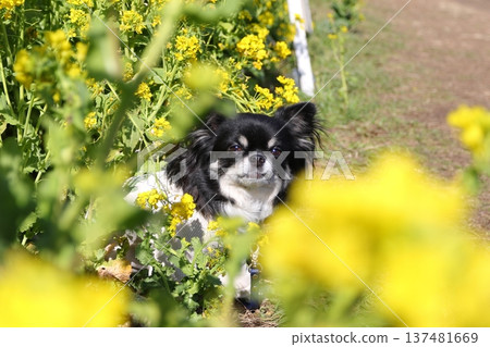 A black and tan Chihuahua sitting in a field of rapeseed flowers A black and tan Chihuahua sitting in a field of rapeseed flowers 137481669