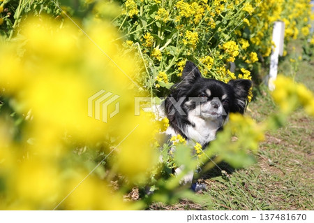 A cute spring walk with a Chihuahua peeking out from among the rapeseed flowers A cute spring walk with a Chihuahua peeking out from among the rapeseed flowers 137481670