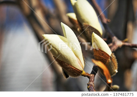 White magnolia flowers (spring, March) White magnolia flowers (spring, March) 137481775