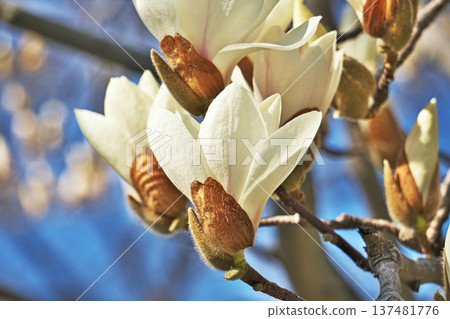 White magnolia flowers (spring, March) White magnolia flowers (spring, March) 137481776