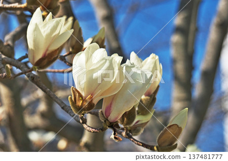 白玉蘭花(春、三月) 白玉蘭花(春、三月) 137481777