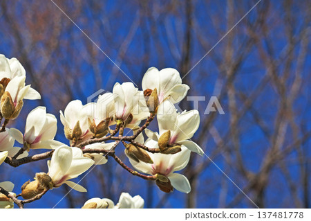 White magnolia flowers (spring, March) 137481778